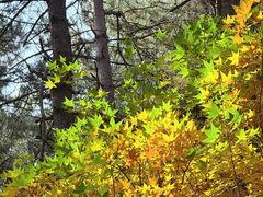 -帽儿山国家森林公园