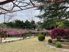 -嘉定紫藤园