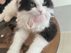 -共舞时光猫咖·狗咖(新街口店)