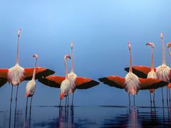 -罗红摄影艺术馆