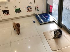 -全心全意连锁动物医院·微创中心·内科急重症·心脏专科(丰管路店)