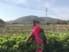 -亚龙湾国际玫瑰谷