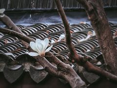 -龙华寺