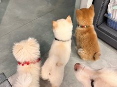 -柴犬小屋·柴餐厅·狗咖食堂(金鼎广场店)