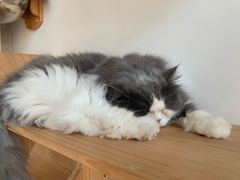 -Catmate·猫肥家润(金润铂宫店)