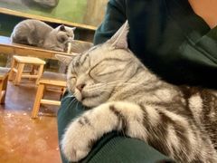 -猫猫幼稚园·撸猫·桌游·电玩