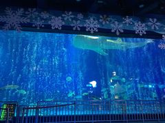 -烟台海昌鲸鲨海洋公园