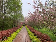 -昆山城市生态森林公园