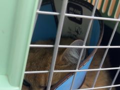 -联合动物医院(光谷诊疗中心)