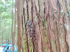 -重庆睡佛山森林公园