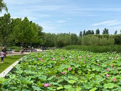 -望湖公园