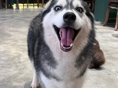 -more than meow吴止猫主题餐厅(承德 中船汇店)