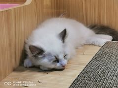 -屋虎猫馆(宝安大仟里店)