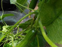 -杨柳青园艺科技博览园