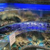金汤花胶鸡锅是打边炉中的战斗机