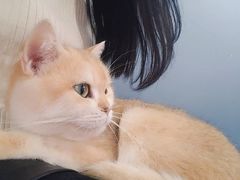 -这儿没有猫·猫咖萌宠馆·撸猫