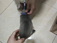 -达爱动物医院·犬猫分区·CT·复杂眼科(远洋山水分院)