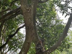 -南湾猴岛+椰田古寨一日游