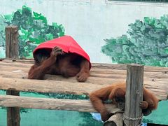 -西霞口神雕山野生动物世界