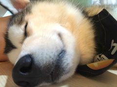 -Husky Go! 哈士奇体验馆·宠物咖啡厅狗咖