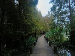 -桤木河湿地公园