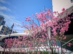 -莲花山公园