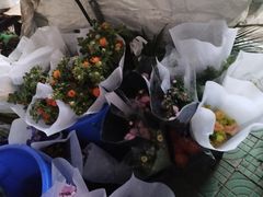 -合肥市裕丰花鸟虫鱼市场-F区