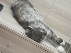 -飞行喵MR PILOT|猫舍·猫咖(静安大融城店)