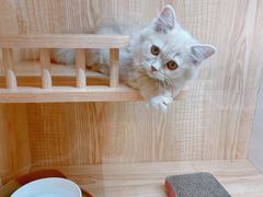 -山宅一喵德文卷毛猫舍