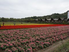 -丹樱生态园