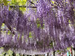 -嘉定紫藤园