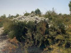 -金塔沙漠胡杨林景区