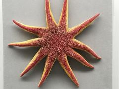 -青岛贝壳博物馆