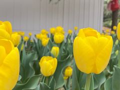 -洛阳郁金香牡丹园