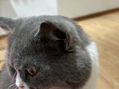 -1013 PET SHOP精品宠物商店(丁香店)