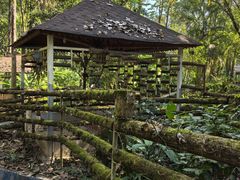 -莫里热带雨林景区