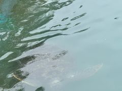 -广东惠东海龟国家级自然保护区