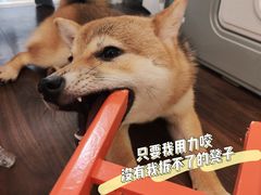 -柯斗斗主题餐厅·狗咖·围炉煮茶·茶饮(国瑞升平里店)