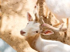 -石家庄市动物园