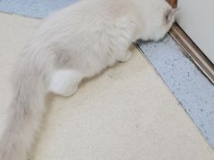-萌兽医馆·绝育·24小时内科·宠物医院(德胜店)