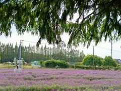 -嘉北郊野公园
