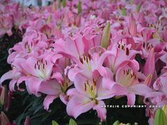 -万顷园艺世界