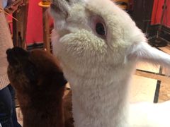 -猫色咖啡·猫咖