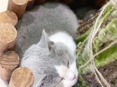 -猫在这儿猫咪咖啡馆·撸猫馆