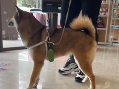 -瑞鹏宠物医院(大运分院)