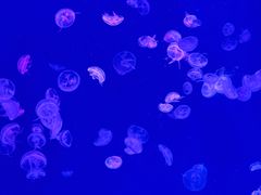 -江和美海洋公园