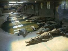 -泉州海丝野生动物世界