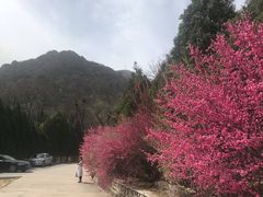 -北京鹫峰国家森林公园
