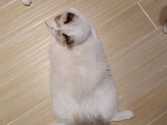 -momokira米努特·德文卷毛猫·棉花面纱犬