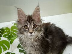 -青奢宠物·青奢猫舍